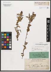 Foto von Salix triandra subsp. amygdalina (L.) Schübl. & G. Martens